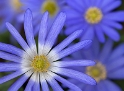 69 Blume DDD_3348 Kopie
